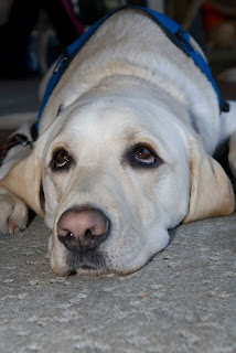 Another close up. His head is lying between his front legs, and he is looking upward. You can really see his droopy eyes.