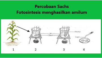 fotosintesis menghasilkan amilum pada percobaan sachs