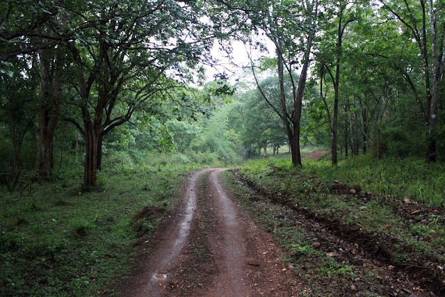 Jeep Safari Route in Bhadra Wildlife Sanctuary 