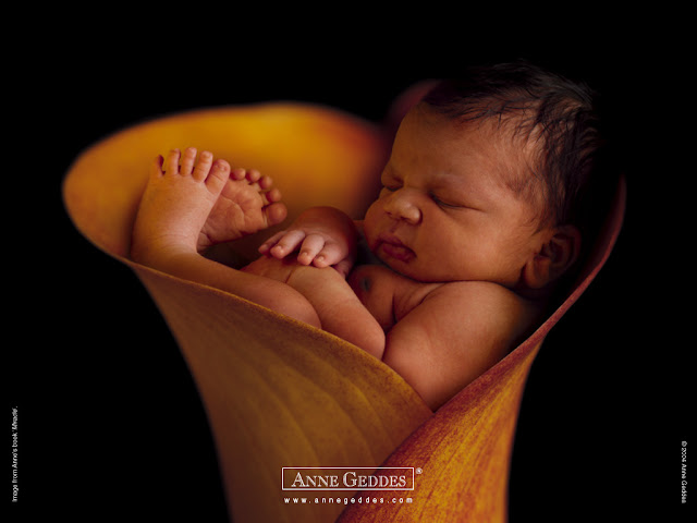 Baby Pictures Anne Geddes Photos