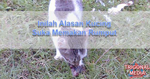 Inilah Alasan Kucing  Suka Memakan Rumput Trigonal Media