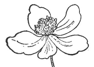 Flowers Drawings