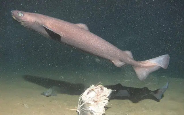 Top 10 Deep Sea Sharks