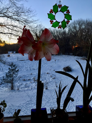 sometimes, Christmas brings amaryllis blooms