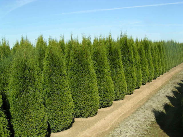 Arborvitae Trees2