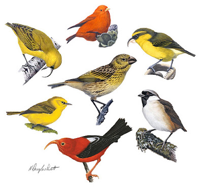 Hawaiian honeycreepers