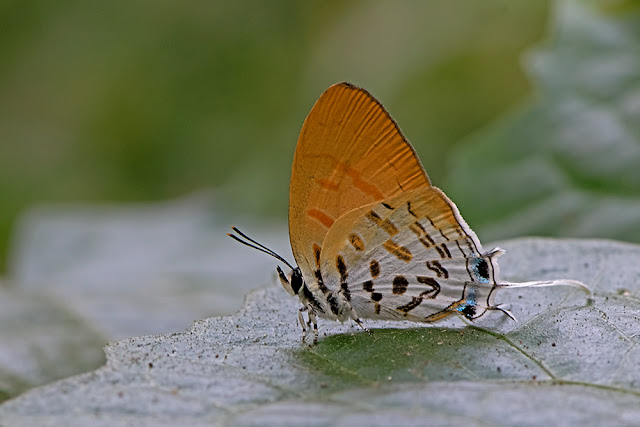Drupadia ravindra the Common Posy butterfly