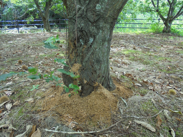 栗の木の害虫被害