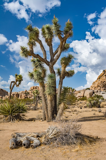 Barker Dam Trail, Joshua Tree National Park