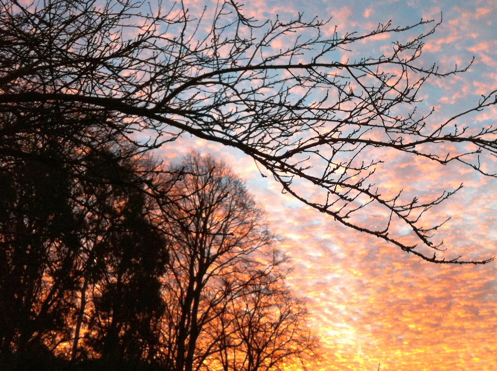 Bare tree branches against sunrise