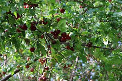 Soere Kers - Zure Kers - Prunus cerasus