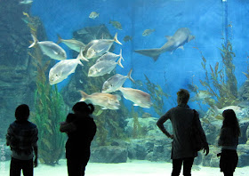 aquarium silhouettes