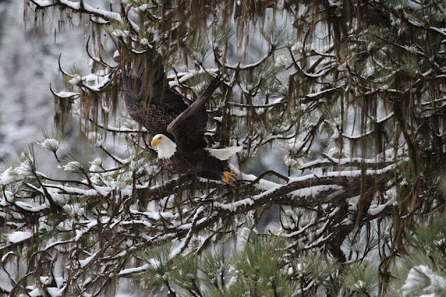 Bald eagle in winter.