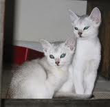 Silver Abyssinian Kitten