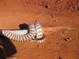 snake eats lizard, python eats lizard three times its size, snake vs lizard
