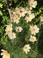 photo of cosmos flowers