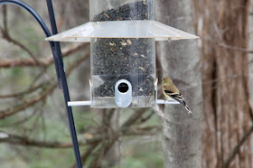 male goldfinch starting to show breeding colors