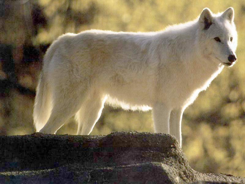 White Wolf