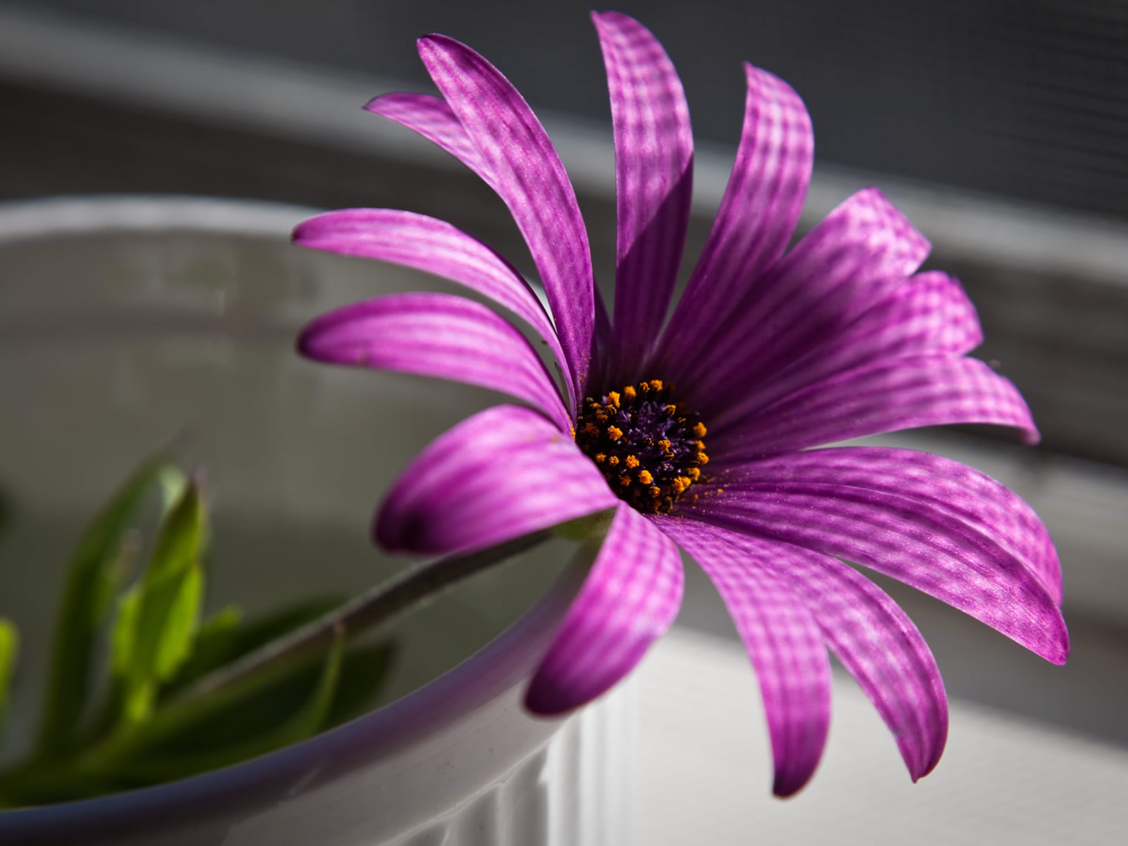 flowers for flower lovers.: Desktop Beautiful Flowers HD ...