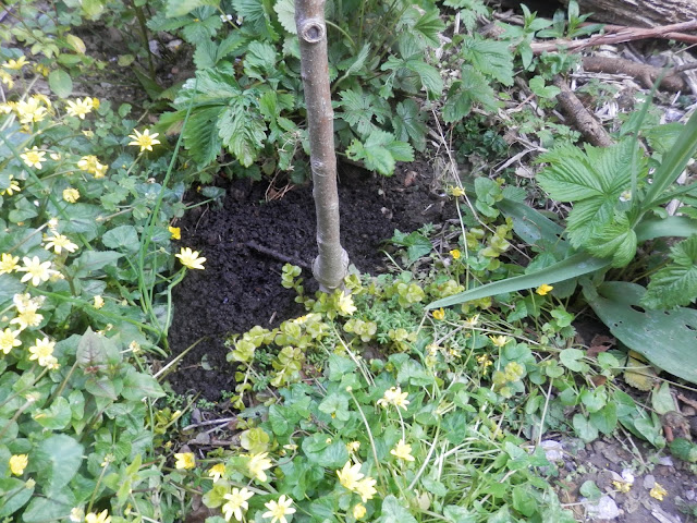 Diary of a permaculture (ish) garden, April 2019. From UK garden blogger secondhandsusie.blogspot.com #gardenblogger #ukpermaculture #suburbanpermaculture #wormcomposting #appleblossom #frontgardenraisedbed #frontgardenallotment