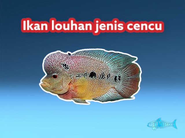 Ikan Louhan Cencu