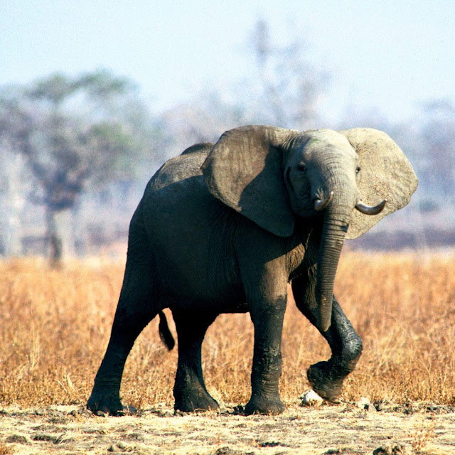 Foto Foto Binatang Gambar Gajah