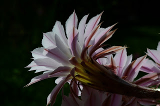 Kakteen, kaktusse, Kaktusi, kaktukset, Xương rồng, cacti, Кактусите,  Echinopsis eyriesii, Οι κάκτοι, kaktusa, Cactus, кактуси, cactussen, kaktusy, Cactusii, 