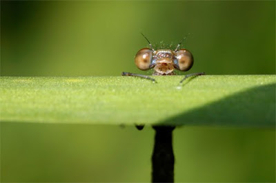 Fotografías de animales e insectos