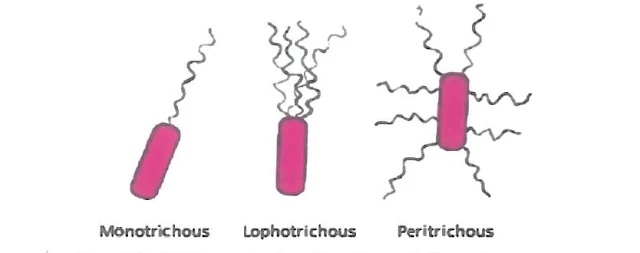 Different distribution of flagella