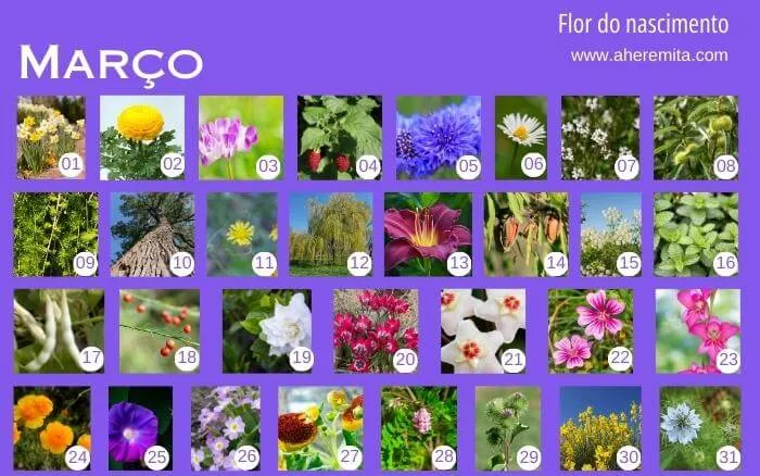 flores-que-representam-os-dias-do-mes-de-marco-organizados-em-um-calendario-segundo-a-cultura-coreana