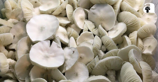 Albino Avery Mushrooms_1