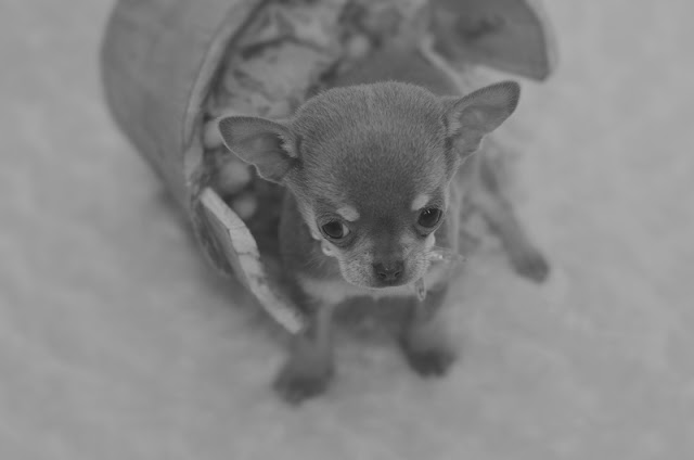 King's Lynn Photography, Chihuahua Puppy, Chihuahua Photoshoot, Chihuahua King's Lynn, Chihuahua Cuteness, Pet Photography