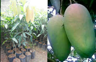 bibit mangga arumanis,jual bibit mangga arumanis,bibit mangga arumanis unggul,inspirasi perkebunan