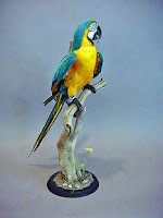 Bird Taxidermist
