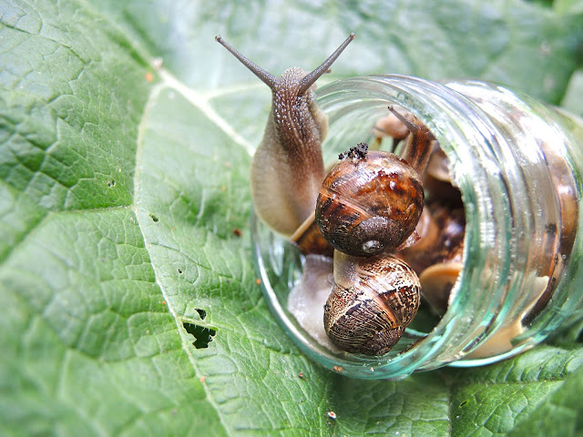 In mijn tuin: slijmerig schoons ...