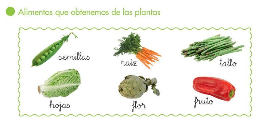 http://primerodecarlos.com/primerodecarlos.blogspot.com/febrero/alimentos_hortalizas.swf