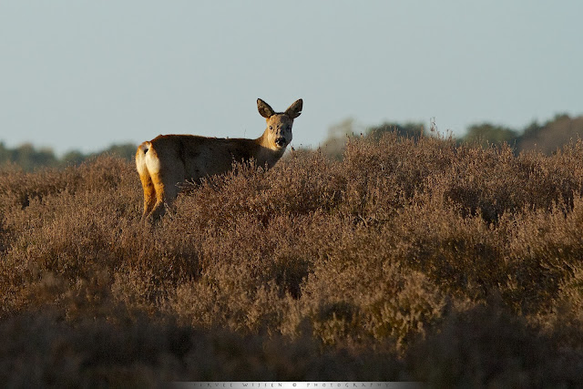 Ree - Roe Deer - Capreolus capreolus