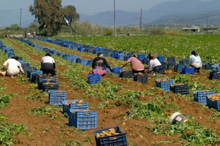 Εαρινή πατάτα σε 4.500 χιλιάδες στρέμματα σε Καλαμάτα και Μεσσήνη