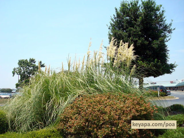 Cortaderia selloana (Pampas grass)