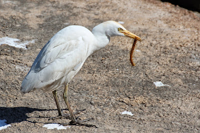 Feereager - Koereiger - Bubulcus ibis