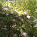 View album