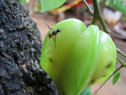 Penyebab Bunga Dan Buah Rontok