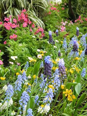 Schizanthus and Pale blue grape hyacinths at the Allan Gardens Conservatory 2018 Spring Flower Show by garden muses-not another Toronto gardening blog