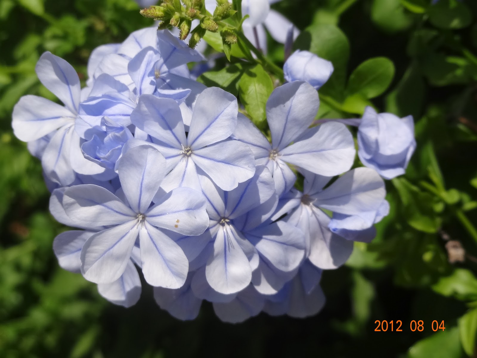 和の花だより 薄青紫色の涼しげなお花 瑠璃茉莉 るりまつり