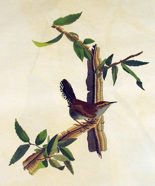 Audubon Bird Drawings