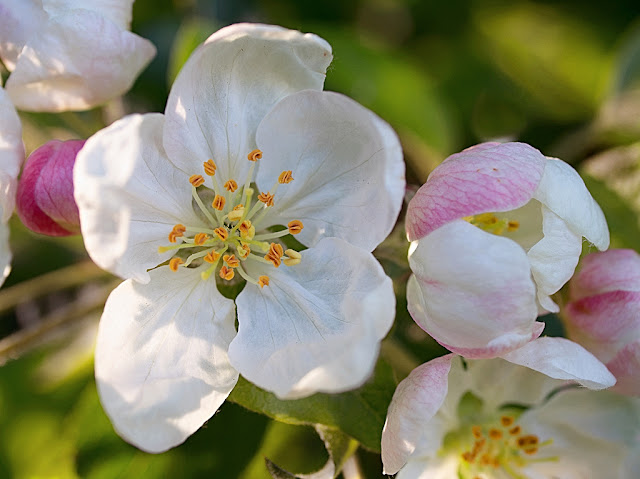 Apple blossom in close up