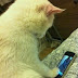 Cat Using iphone