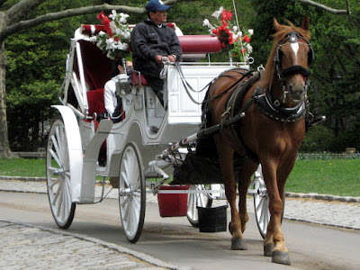 carriage horses in Central Park