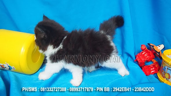 Hamster Dan Kucing Persia Murah Surabaya: KUCING PESEK 