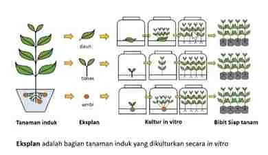 Biodiversitas Tanaman Hias